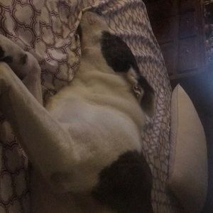 Meet your Posher, Azeb